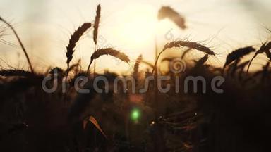 农业概念是麦田上金色的夕阳。 小麦收获耳慢运动生活方式视频背景